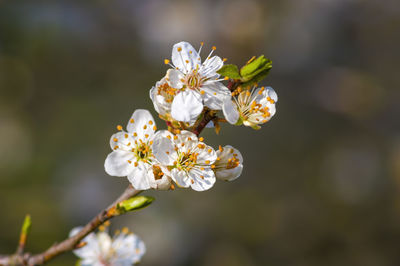 Close-up of white cherry blossom on tree