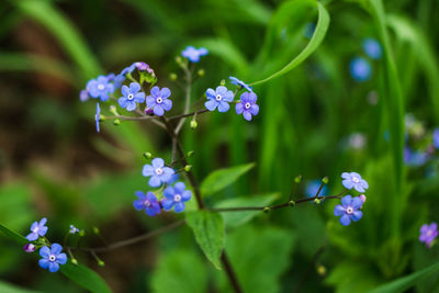 Close-up of purple flowers