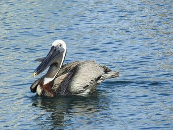 Duck swimming in lake