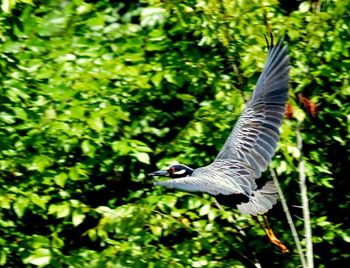 Bird flying over white background