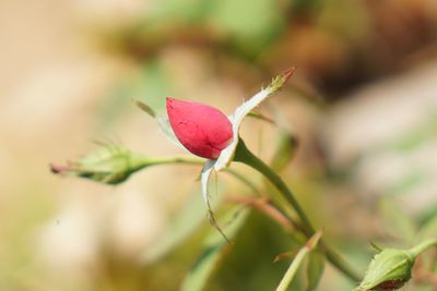 Close-up of pink rose bud
