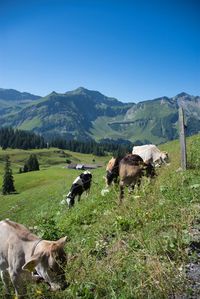 Cows on field against mountain