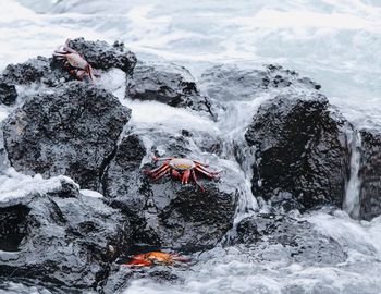 Crabs of galapagos