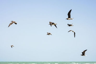 Low angle view of seagulls flying