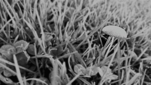 Close-up of plants growing on field