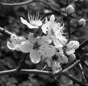 Close-up of flowers blooming