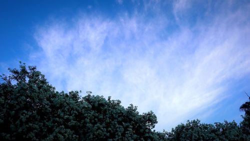 Low angle view of trees against blue sky