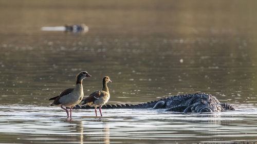 Birds on a lake