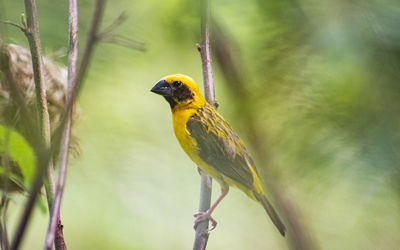 Close-up of bird perching on branch