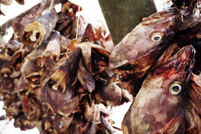 Close-up of fish for sale in market