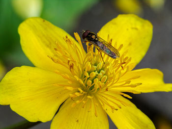 Close-up of insect on yellow flower