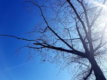 Low angle view of bare tree against clear blue sky