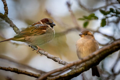 Close-up of bird perching on branch