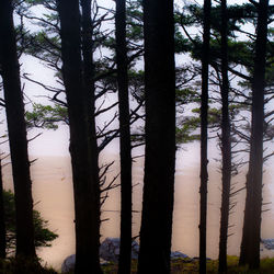 Trees in forest against sky