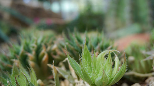 Close-up of succulent plant on field