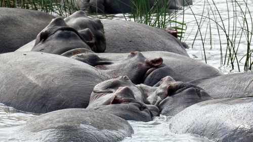 Close-up of hippos relaxing outdoors