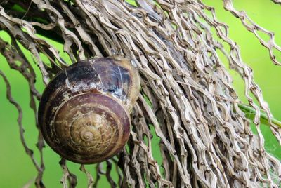 Close-up of snail on leaf
