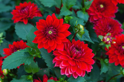 Dahlia pinnata red flowers in the autumn garden, stock photo