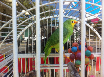 Parrot in cage