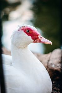 Close-up of a bird