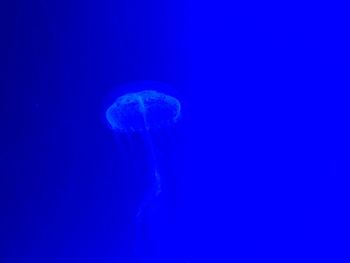 Jellyfish swimming underwater