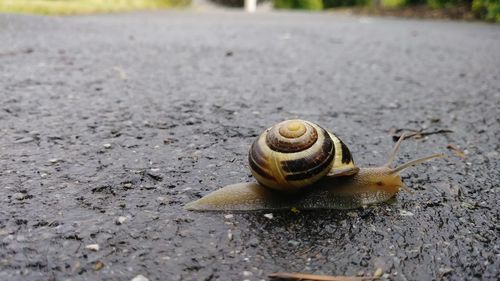 Close-up of snail on land