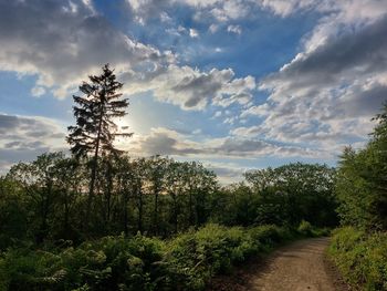 Trees growing on field against sky