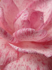 Full frame shot of pink rose
