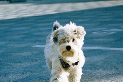 Dog lying on the ground