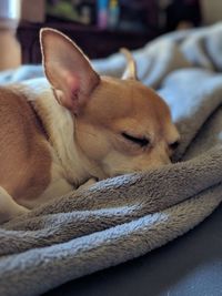 Close-up of dog relaxing