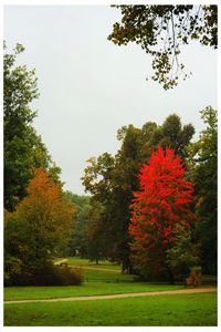 Trees on field