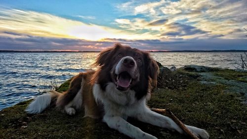 Dog on beach against sky during sunset