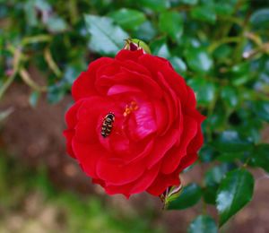 Close-up of red flower