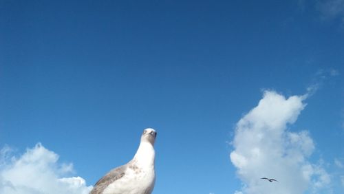 Low angle view of seagull against sky