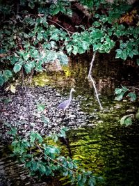 Plants growing by lake in forest