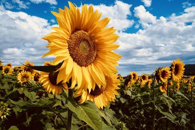 Close-up of sunflower on field against cloudy sky
