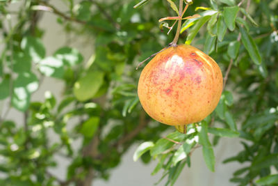 Close-up of apple on tree