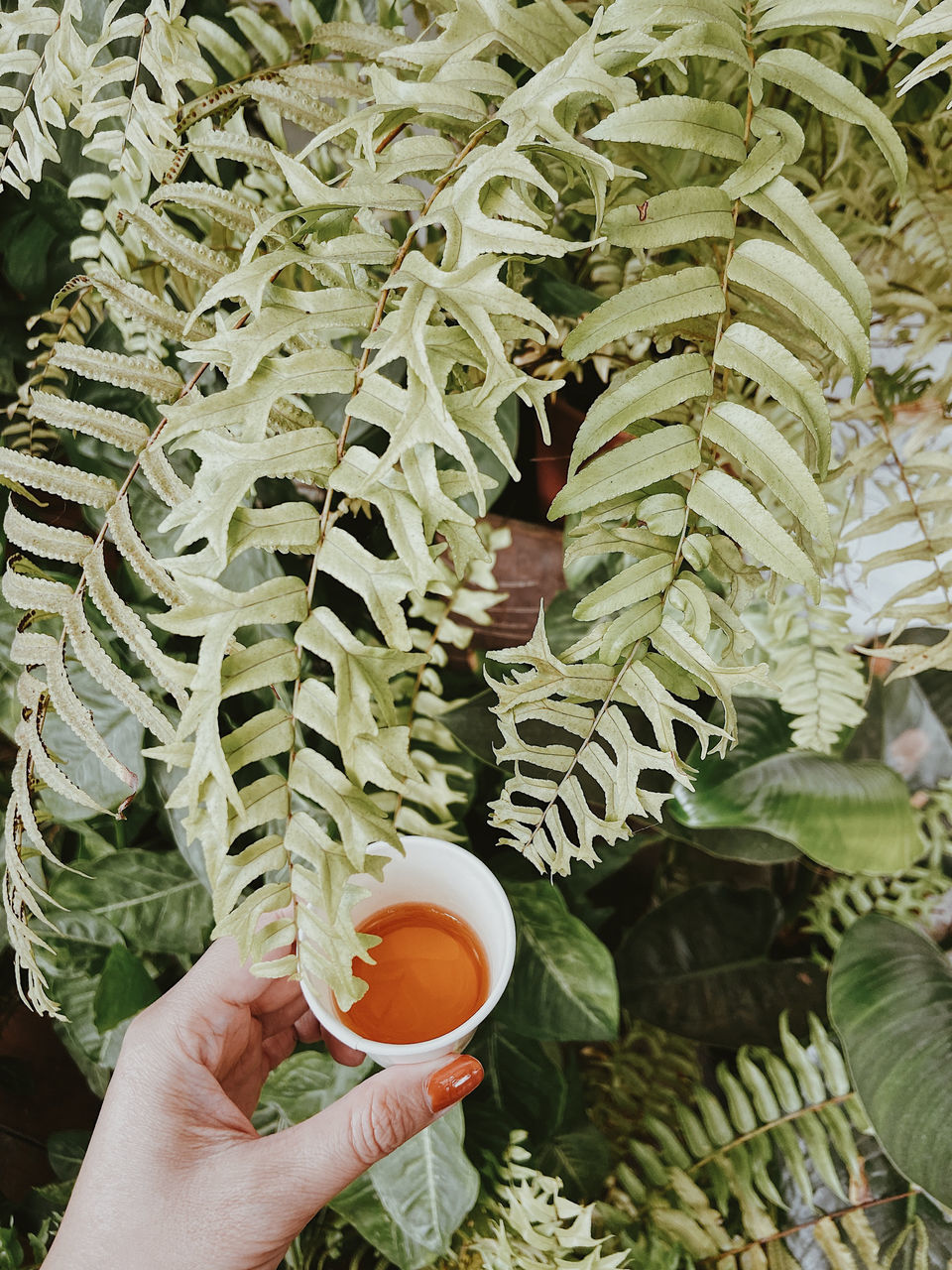 hand, food and drink, holding, one person, plant, leaf, growth, nature, plant part, flower, food, adult, tree, green, healthy eating, freshness, ferns and horsetails, lifestyles, day, agriculture, high angle view, drink, outdoors, personal perspective, produce, wellbeing, finger, close-up