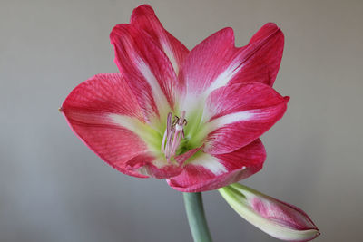 Close-up of pink flower