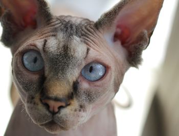 Close-up portrait of cat