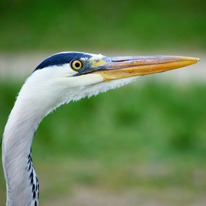 Close-up of a bird