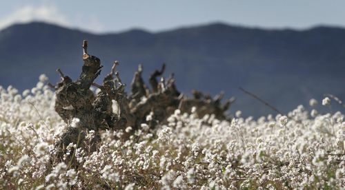 Close-up of flowering plants against mountain