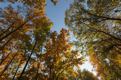 Low angle view of trees