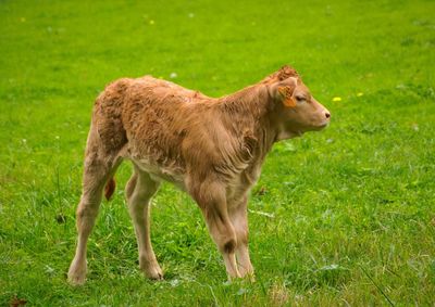 Calf standing on grassy field