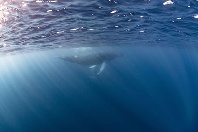 Close-up of swimming in sea