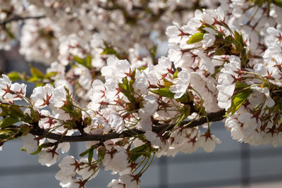 Close-up of white cherry blossoms in spring