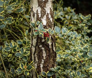 Close-up of lizard on tree trunk