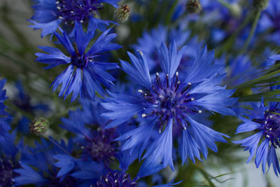 Close-up of purple flowers blooming outdoors