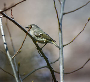 Close-up of bird perching on branch