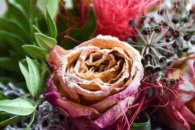 Close-up of roses blooming outdoors